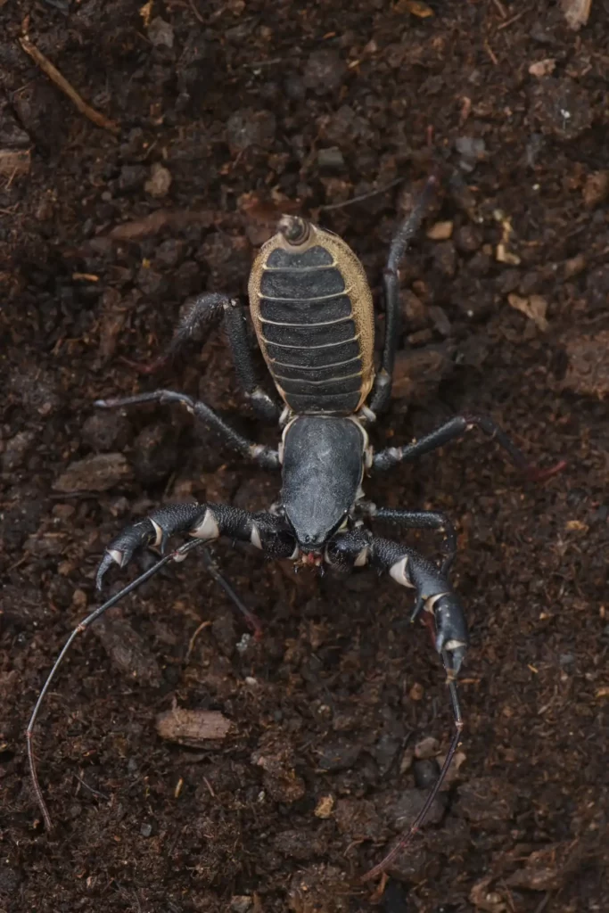 El ejemplar más conocido de vinagrillo o escorpión látigo es el «Mastigoproctus giganteus» que habita en América del Norte y México, famoso por su tamaño, que alcanza los 8 centímetros sin considerar sus pedipalpos (pinzas) y cola.