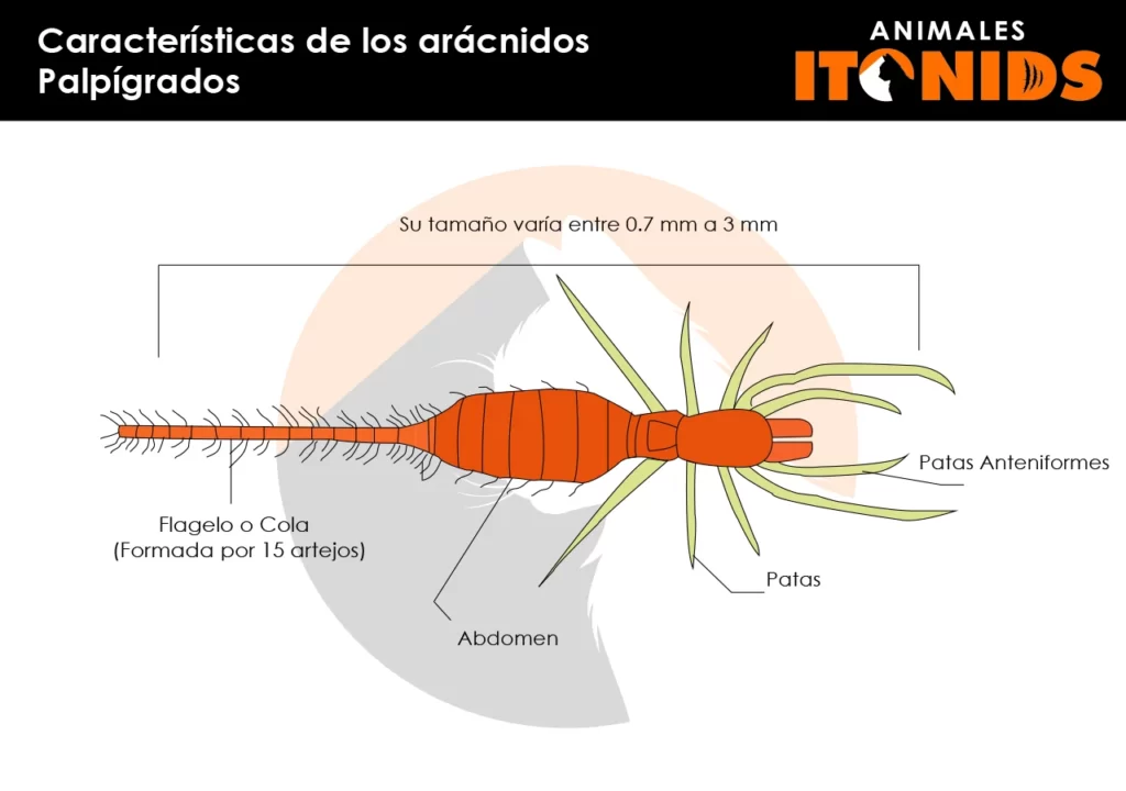Características físicas de los palpígrados