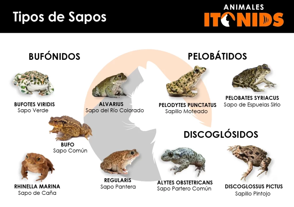 Tipos de sapos
