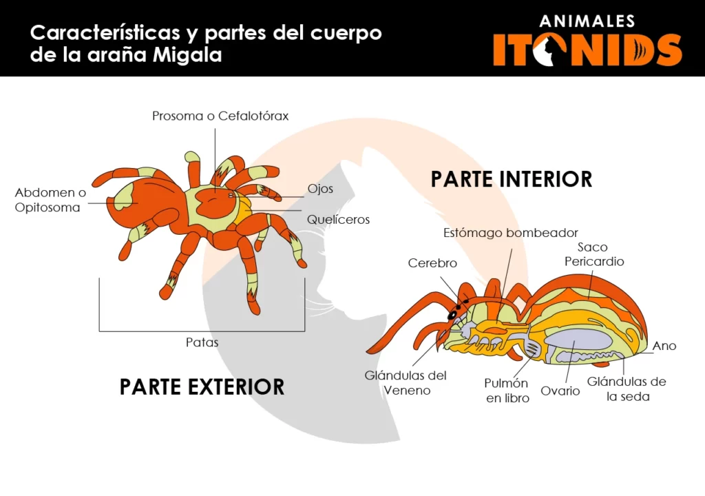 Características físicas de la araña migala
