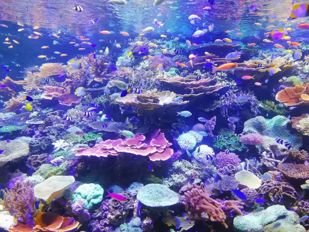 Un arrecife de coral es una colonia de organismos vivos marinos integrada por algas (zooxantelas) y pólipos de coral, que tienen entre sí una relación de cooperación o simbiosis.