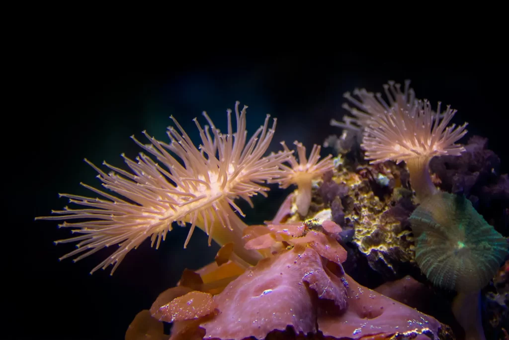 Un coral es un animal invertebrado (sin columna vertebral) pequeño y simple, conocido también como «pólipo marino», pólipo de coral o zooide, que posee un esqueleto externo formado por carbonato de calcio que él mismo produce.