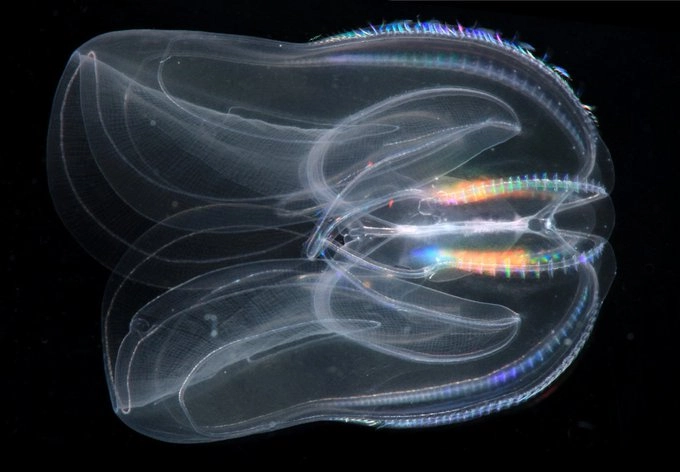 «Mnemiopsis leidyi» es una especie invasora de ctenóforo con tentáculos, conocido también como ctenóforo americano.