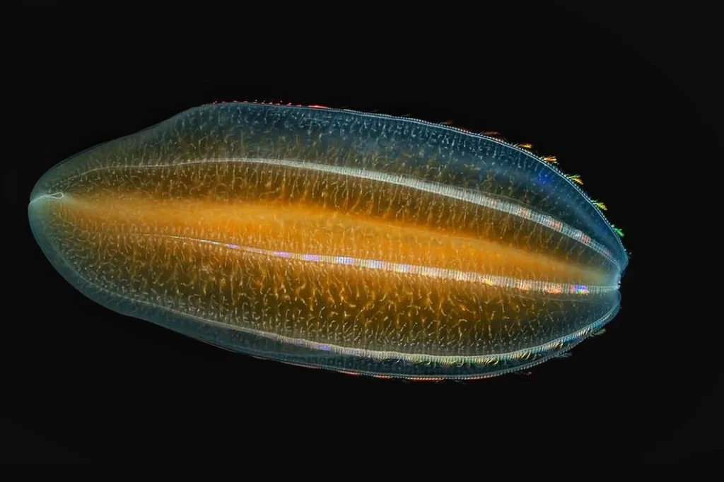 «Beroe cucumis» es una especie ctenóforo de la Clase Nuda o sin tentáculos, familia Beroidae.