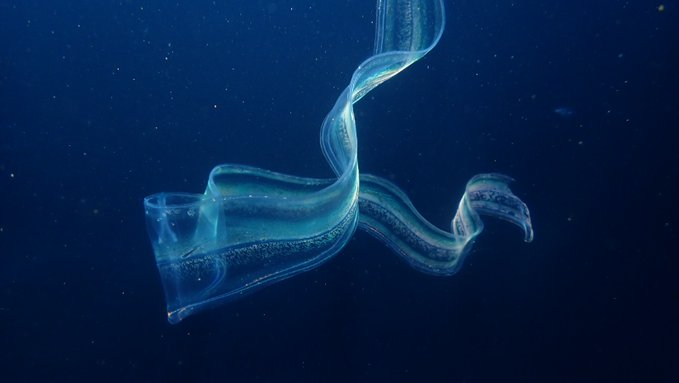 Cinturón de Venus o «Cestum veneris» es un ctenóforo tentaculado con aspecto de cinta o cinturón.
