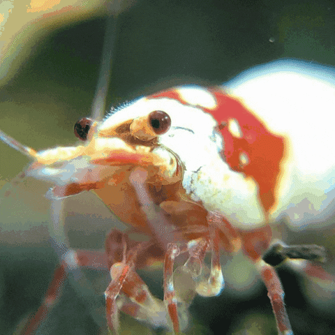 Gif de camarón.