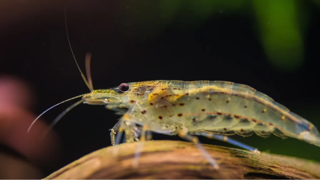Camarón fantasma o camarón cristal «Macrobrachium Lanchesteri» llamado así por lo transparente del cuerpo.