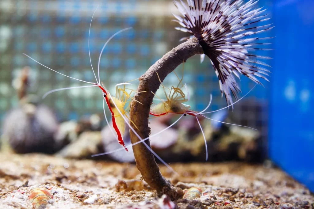 Camarones limpiadores escarlata «Lysmata grabhami» en un acuario.