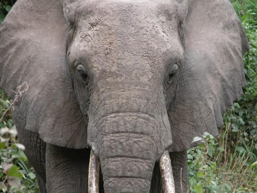 La caza furtiva de colmillos de marfil representa la principal causa de amenaza del elefante de selva africano y desde el 2020 está incluido en la Lista Roja de Especies Amenazadas de la UICN y clasificado como «En Peligro Crítico»