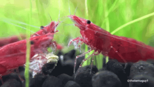 Gif de camarones rojos.
