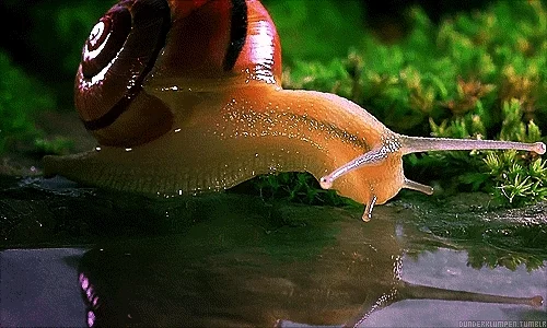 Gif de caracol