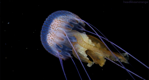 Gif Medusa