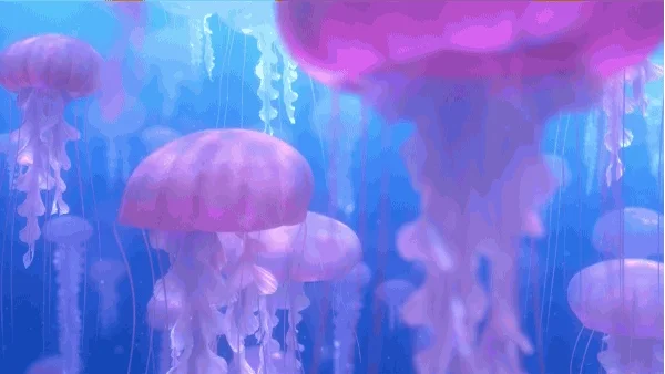 Gif Dori y Martin | Nemo