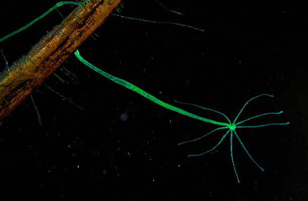 Hidra del grupo viridissima, que presentan un característico color verde, gracias a la relación de simbiosis (asociación) que mantienen con las algas del género Chlorella; la columna es pequeña, los tentáculos son cortos y no poseen pedúnculo (pie).