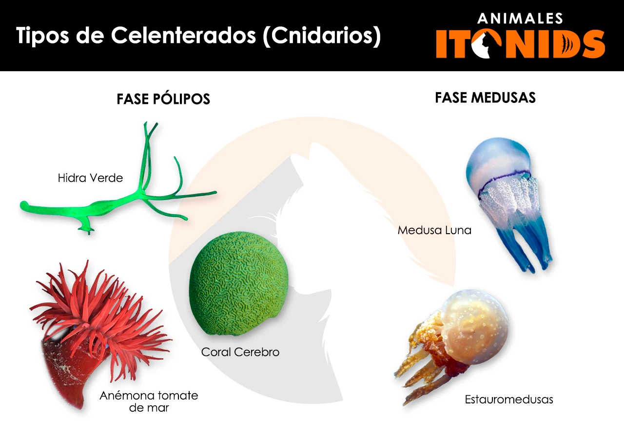 Tipos de celenterados (Cnidarios)