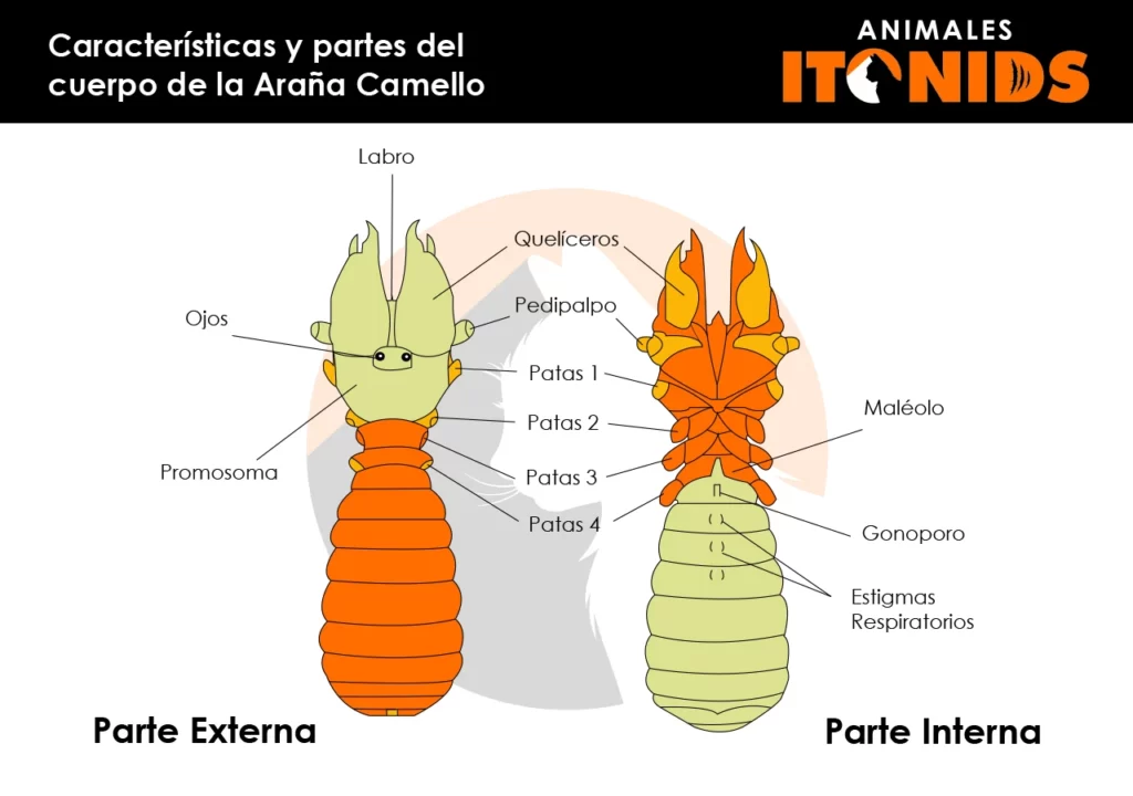 Características físicas de la araña camello