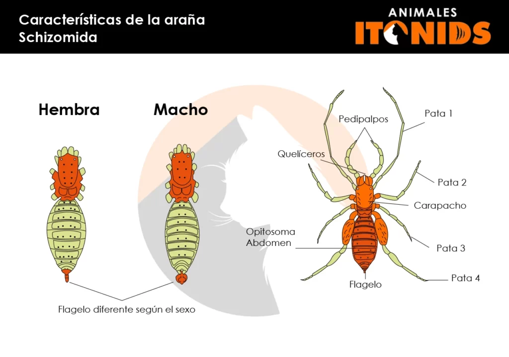Características físicas de la araña Schizomida