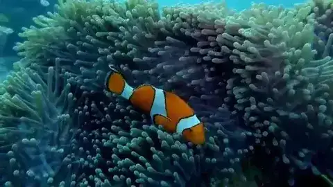 Gif pez payaso en anémona