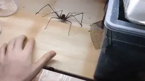 Gif Araña látigo
