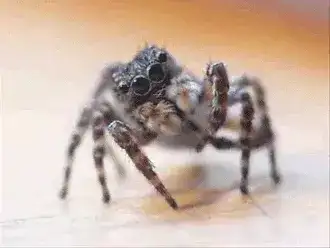 Gif araña migala