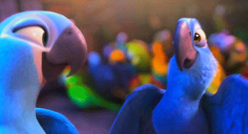 Gif de guacamayas de Spix.