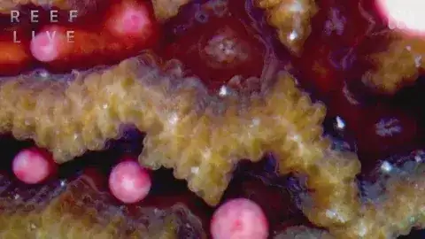 Gif de un coral