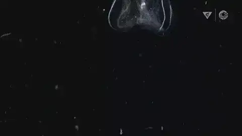 Gif Ctenoforos