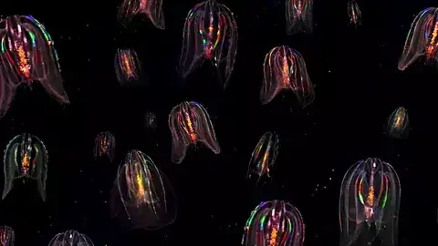 Gif Ctenóforos