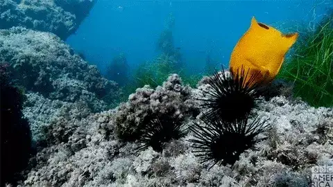 Gif Erizos de mar