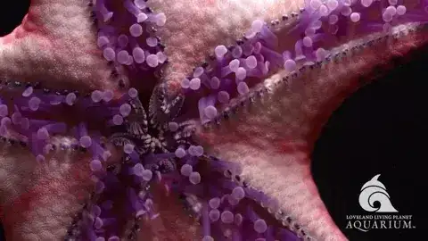 Gif estrella de mar