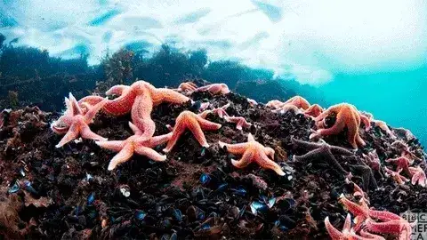 Gif estrellas de mar moviéndose