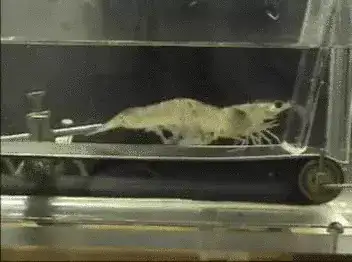 Gif langosta langostino