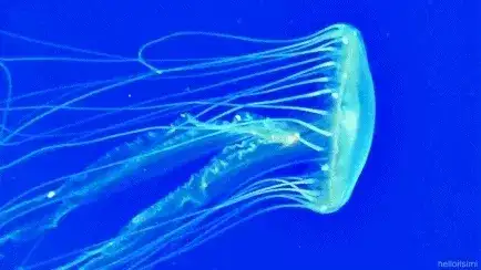 Gif medusa azul