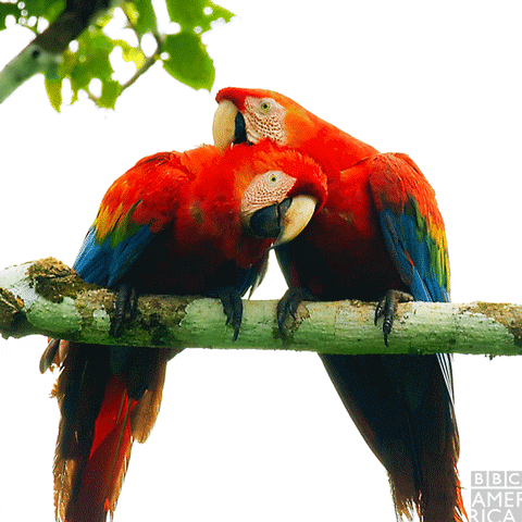 Gif de pareja de guacamayas rojas.