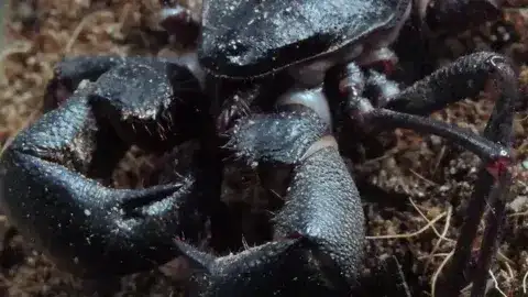 Gif del vinagrillo