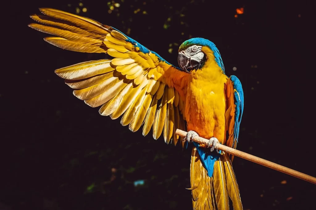 Guacamaya azul y amarillo «Ara ararauna»