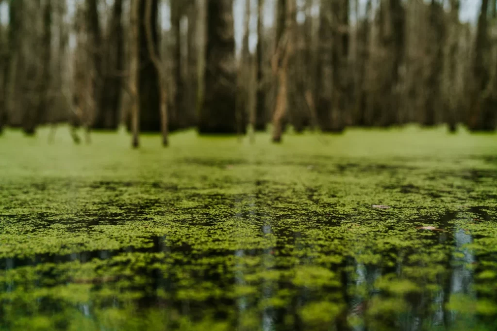 Plancton en ambiente de agua dulce.