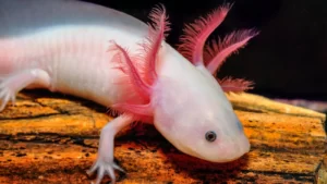 Ajolote rosa pálido o albino.