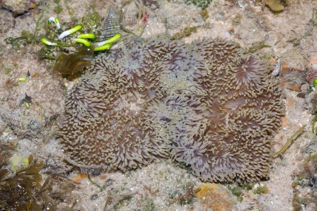 Anémona Alfombra