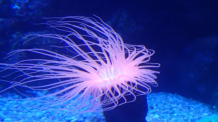 Anémona Fluorescente