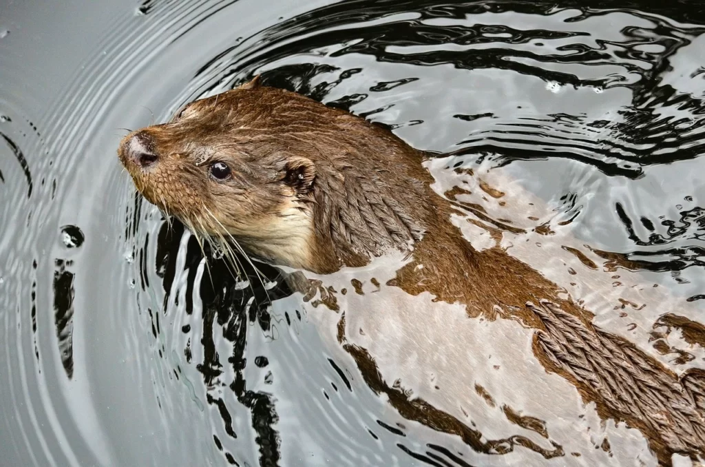 Nutria nadando con cabeza fuera del agua