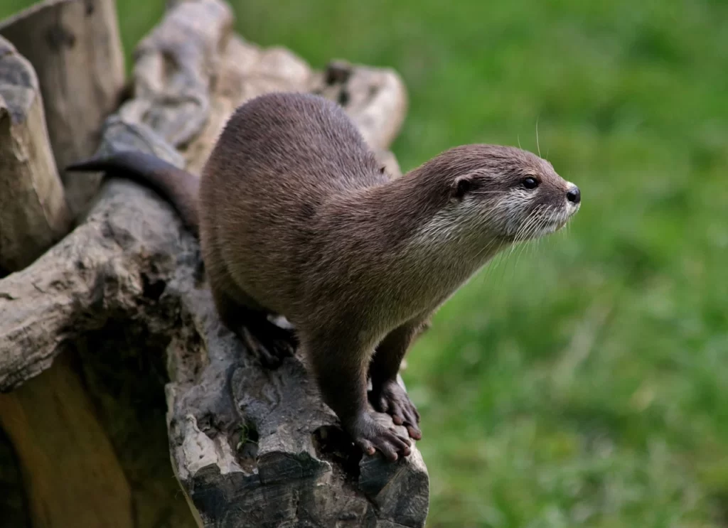 Nutria sobre árbol