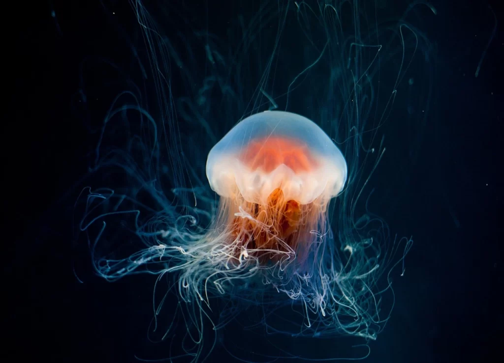 Medusa inmortal (turritopsis dohrnii)