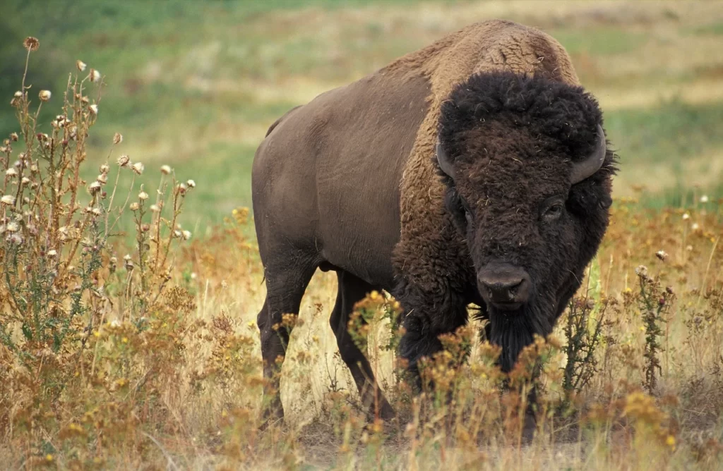 Bison bison (bisonte americano)