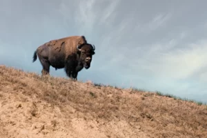 Bison bison (bisonte americano)