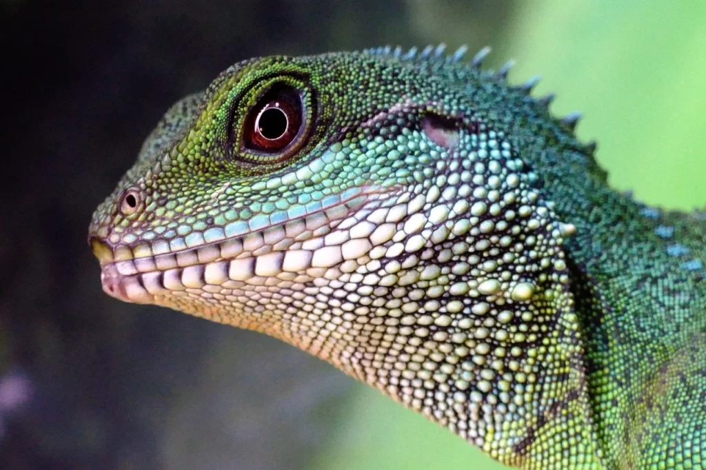 Dragón de agua chino