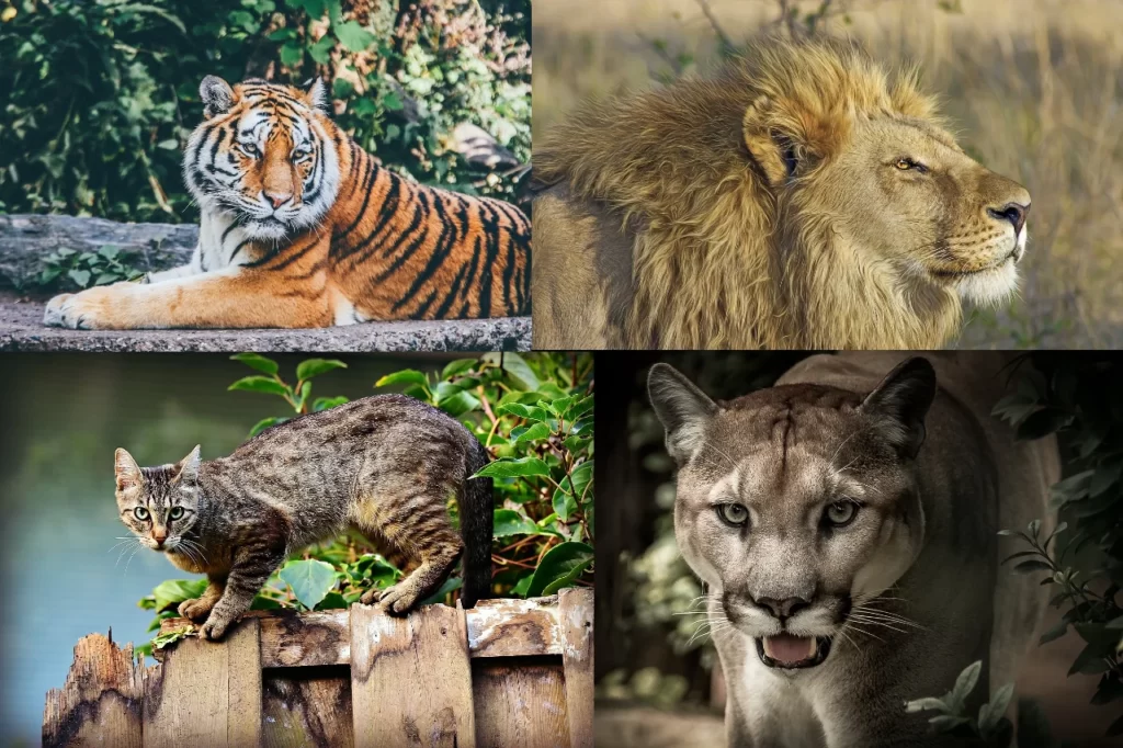 Felinos en su hábitat
