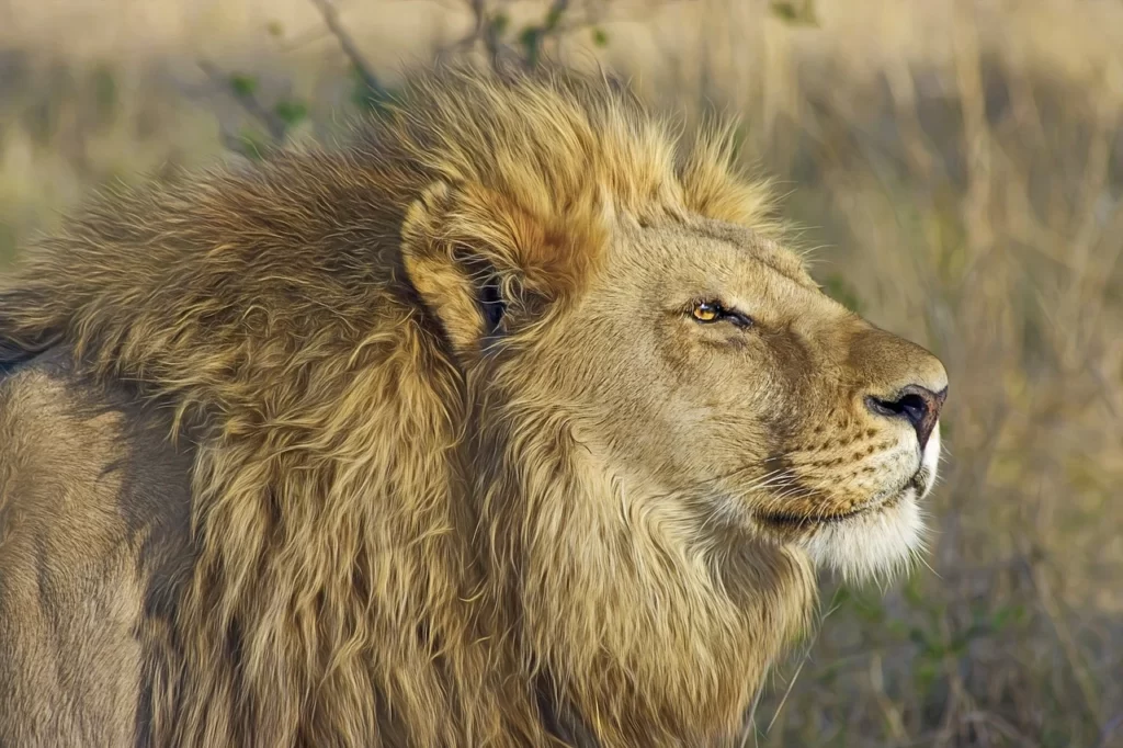 El león