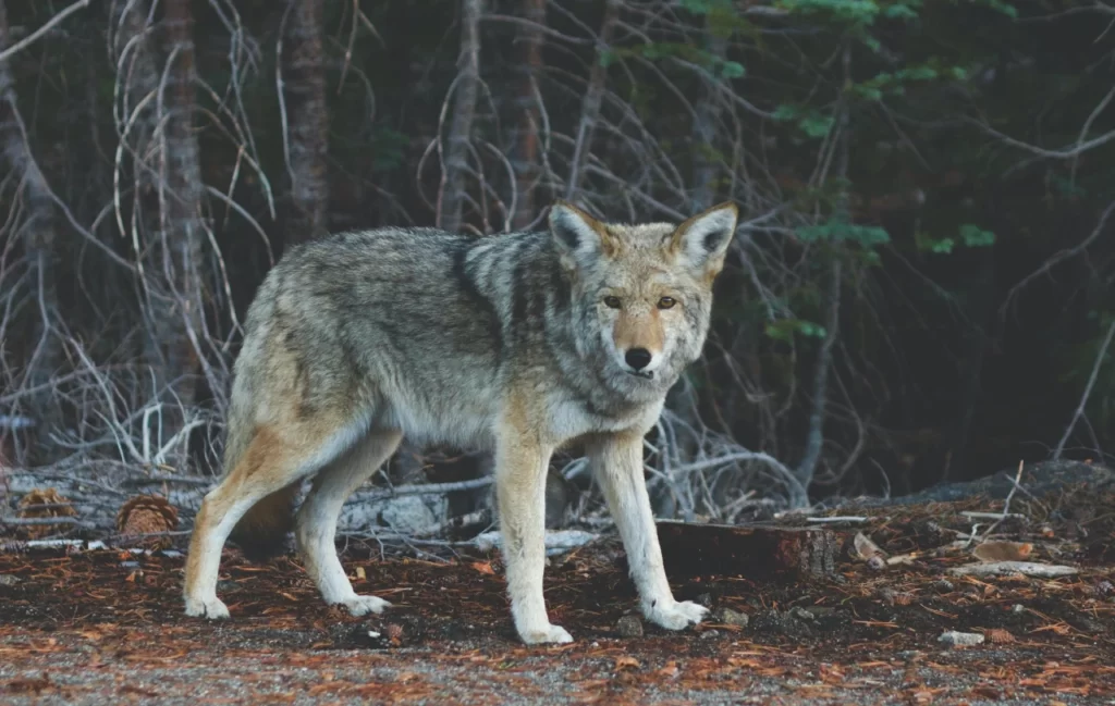 Lobo ibérico en su hábitat
