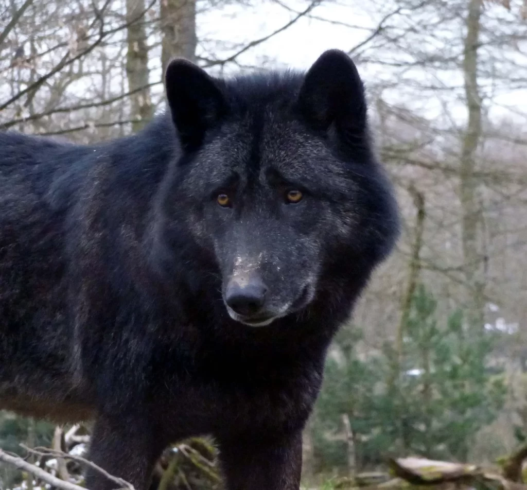 Lobo negro
